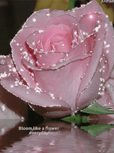 Slowly Blooming Pink Rose Flowers GIF 890 500 Flowers GIFDB