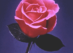 Pink Rose Blooming
