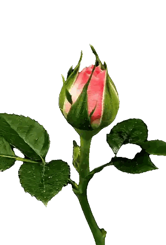 Pink Rose Bud With Green Leaves Sticker