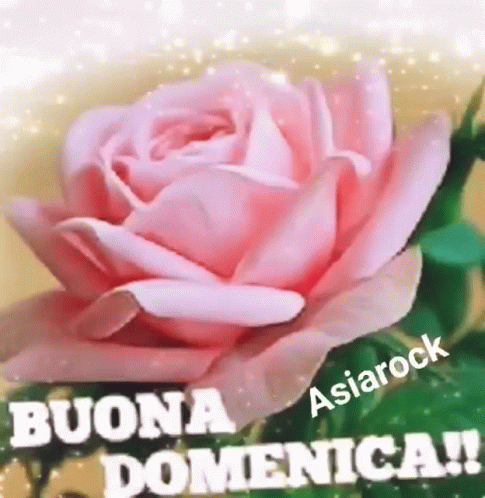 Pink Rose Buona Domenica GIF