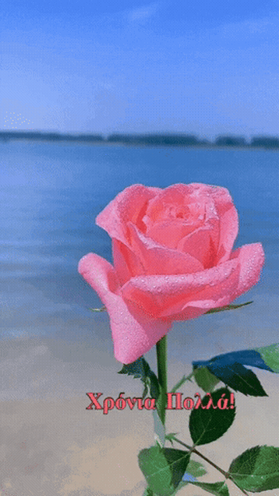 Pink Rose By Water With Greek Greeting GIF
