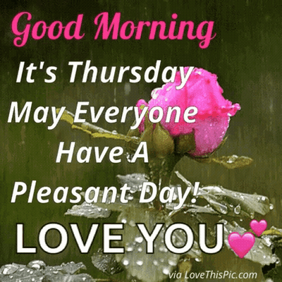 Pink Rose Good Morning Thursday GIF