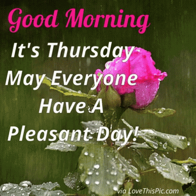 Pink Rose In Rain With Good Morning GIF