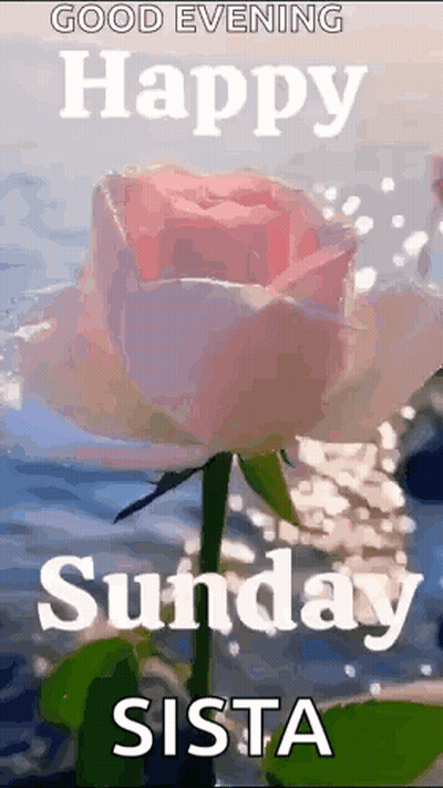 Pink Rose In Water Good Evening Happy Sunday Sista GIF