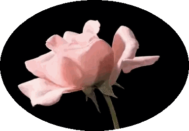 Pink Rose On Black Oval Background Sticker