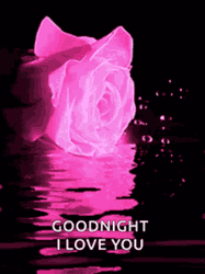 Pink Rose On Water Good Night I Love You GIF