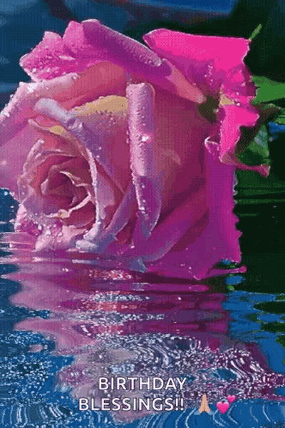 Pink Rose Reflected In Water GIF
