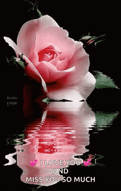 Pink Rose Reflected In Water Saying I Love You And Miss You So Much GIF