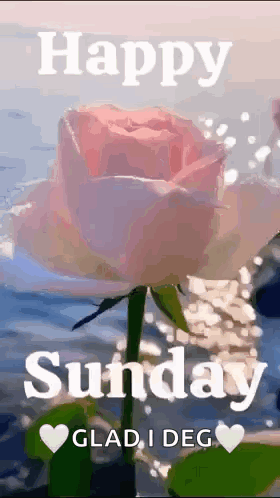 Pink Rose Saying Happy Sunday Glad I Deg GIF