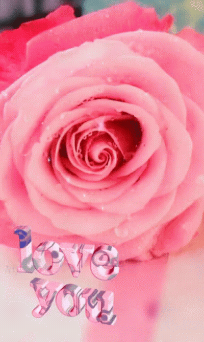 Pink Rose Saying Love You GIF