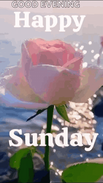 Pink Rose With Good Evening Happy Sunday GIF