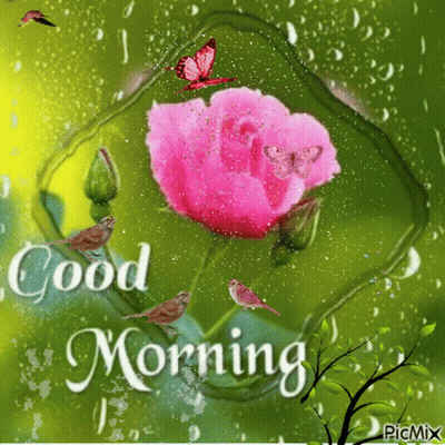 Pink Rose With Good Morning GIF