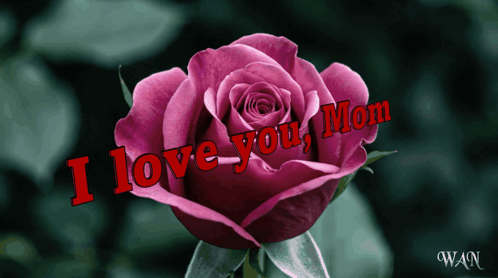 Pink Rose With I Love You Mom GIF