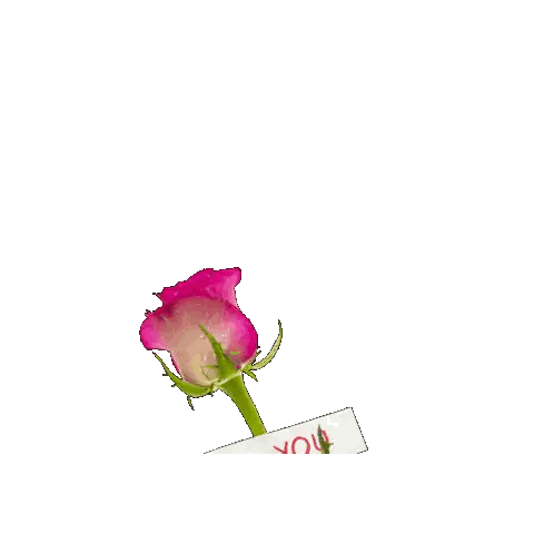 Pink Rose With I Love You Sign Sticker
