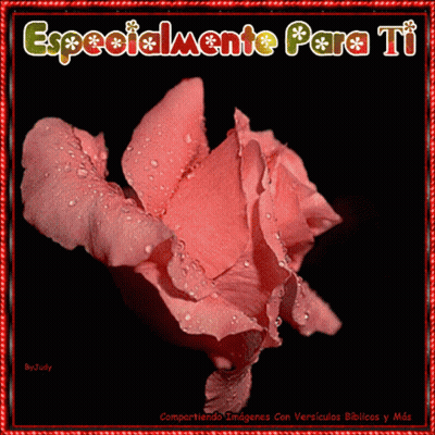 Pink Rose With Water Drops Especialmente Para Ti GIF