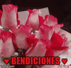 Pink Roses Bendiciones Sticker  GIF