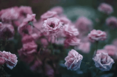 Pink Roses GIF