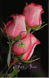 Pink Roses For You GIF