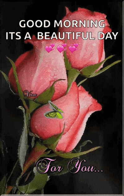 Pink Roses Good Morning Beautiful Day GIF