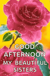 Pink Roses Good Morning My Beautiful Sister GIF