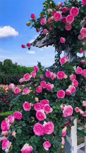 Pink Roses Growing On White Structure GIF