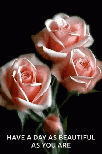 Pink Roses Have A Beautiful Day GIF