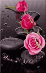 Pink Roses Have A Nice Day Ahead GIF