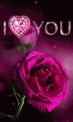 Pink Roses I Love You GIF