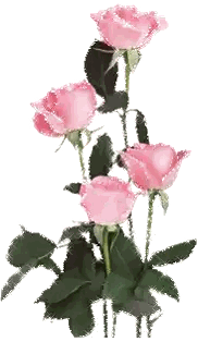 Pink Roses With Green Leaves Sticker
