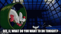 Pinky And The Brain Zyesami Take Over GIF