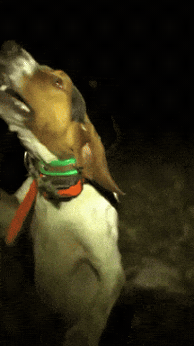 Pinocchio Kneeling Saying Im A Real Coach Now GIF