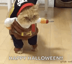 Pirate Cat Cute Halloween GIF
