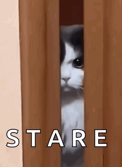 Pissed Off Face Of Cat GIF