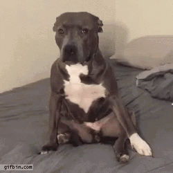 Pitbull GIF
