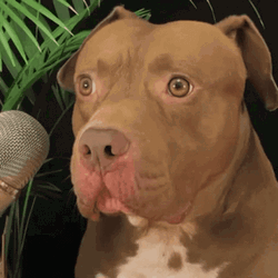 Pitbull Confused GIF