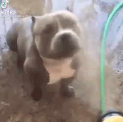Pitbull Enjoy Shower GIF