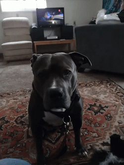 Pitbull Feeling Desperate GIF