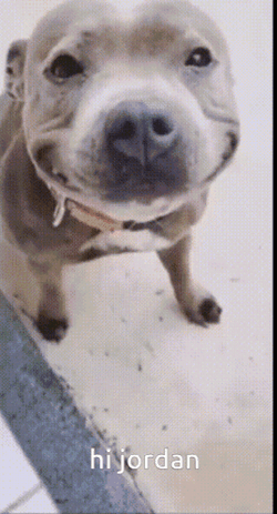 Pitbull Hi Jordan GIF