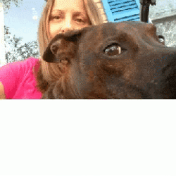Pitbull Lovers GIF