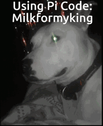 Pitbull Milk For My King GIF