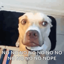 Pitbull Nope Meme GIF