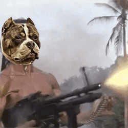 Pitbull Rambo Machine Gun GIF