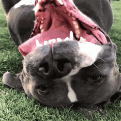 Pitbull Showing His Tongue GIF