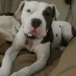 Pitbull Tongue Out GIF