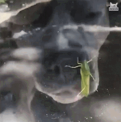 Pitbull Try To Eat Grasshopper GIF