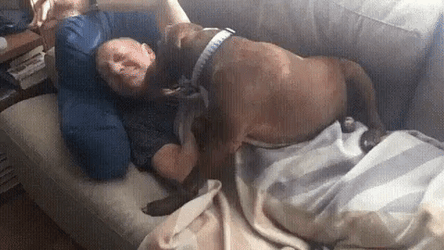 Pitbull Waking Up Owner GIF