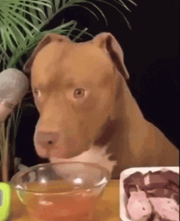 Pitbull Want To Eat GIF