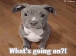 Pitbull Whats Going On GIF