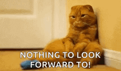 Pitiful Cat Nothing To Look Forward To GIF