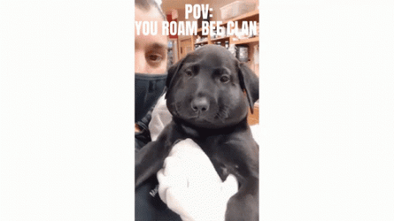 Pitiful Dog Experience Bee Sting GIF